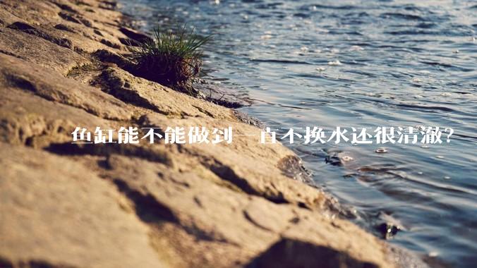 鱼缸能不能做到一直不换水还很清澈？